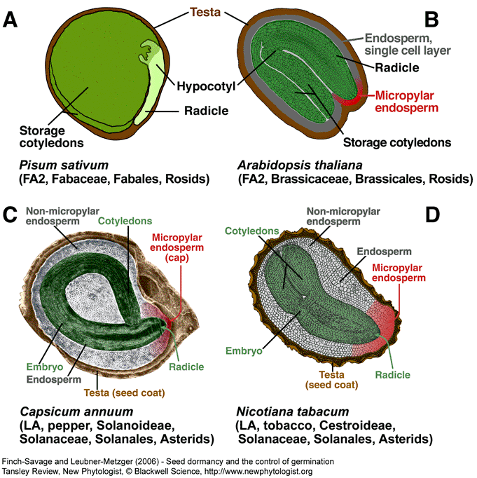 Biodiversity seed types