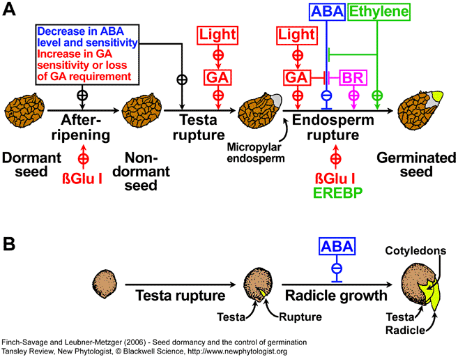 Hormonal interactions seed dormancy release and germination