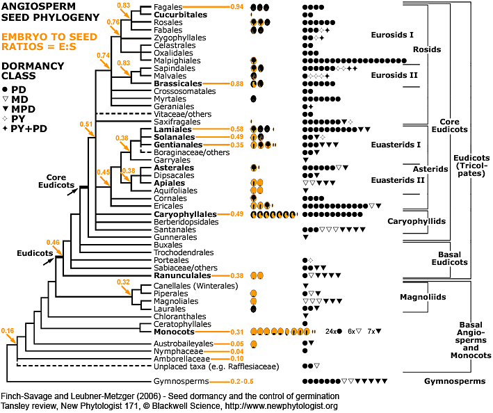 Angiosperm seed evolution