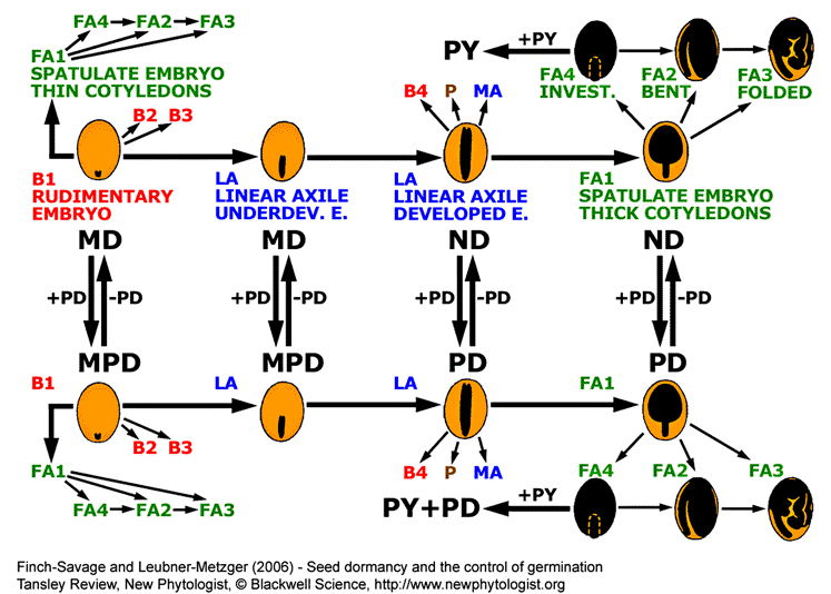 Angiosperm seed evolution