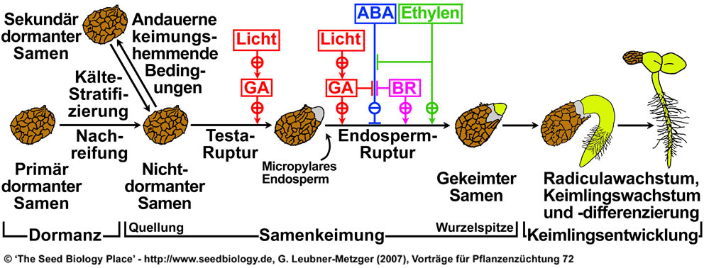 Samendormanz, -keimung und Keimlingsentwicklung