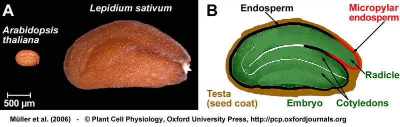 bean seed structure