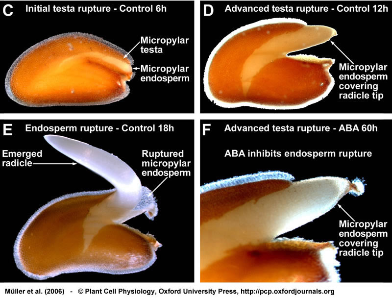 Germination Of Seeds