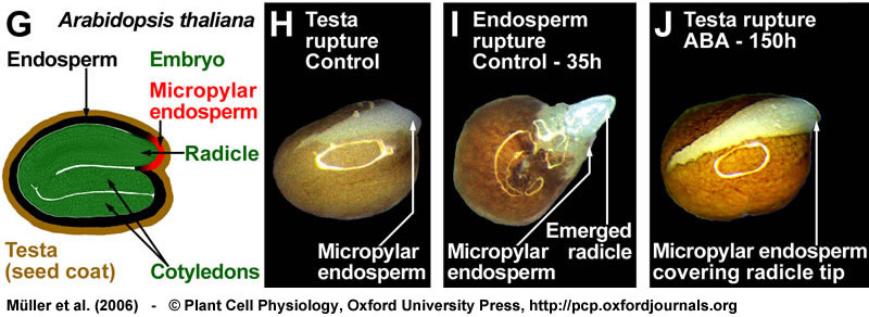 germination of seed. Arabidopsis seed germination