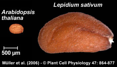 Seed size Brassicaceae