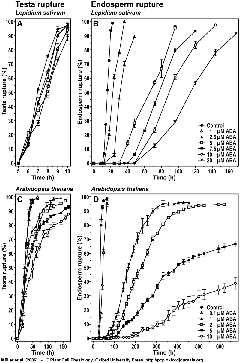 ABA inhibits endospedrm rupture of Lepidium sativum and Arabidopsis thaliana