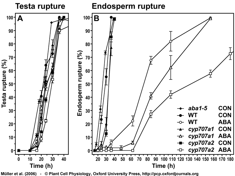 ABA biosynthesis mutant aba1, cyp707a1, cyp707a2 eed germination