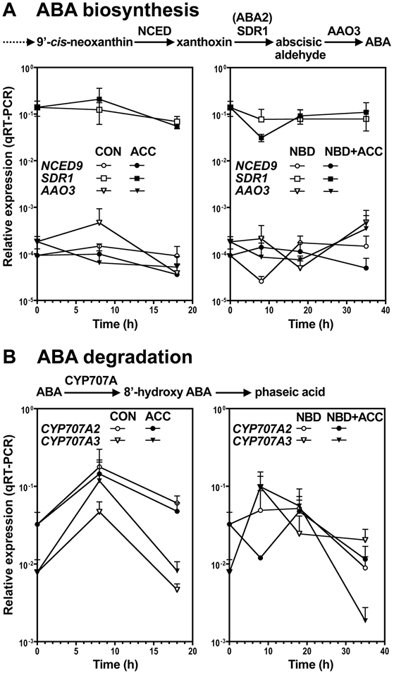 ABA biosynthesis