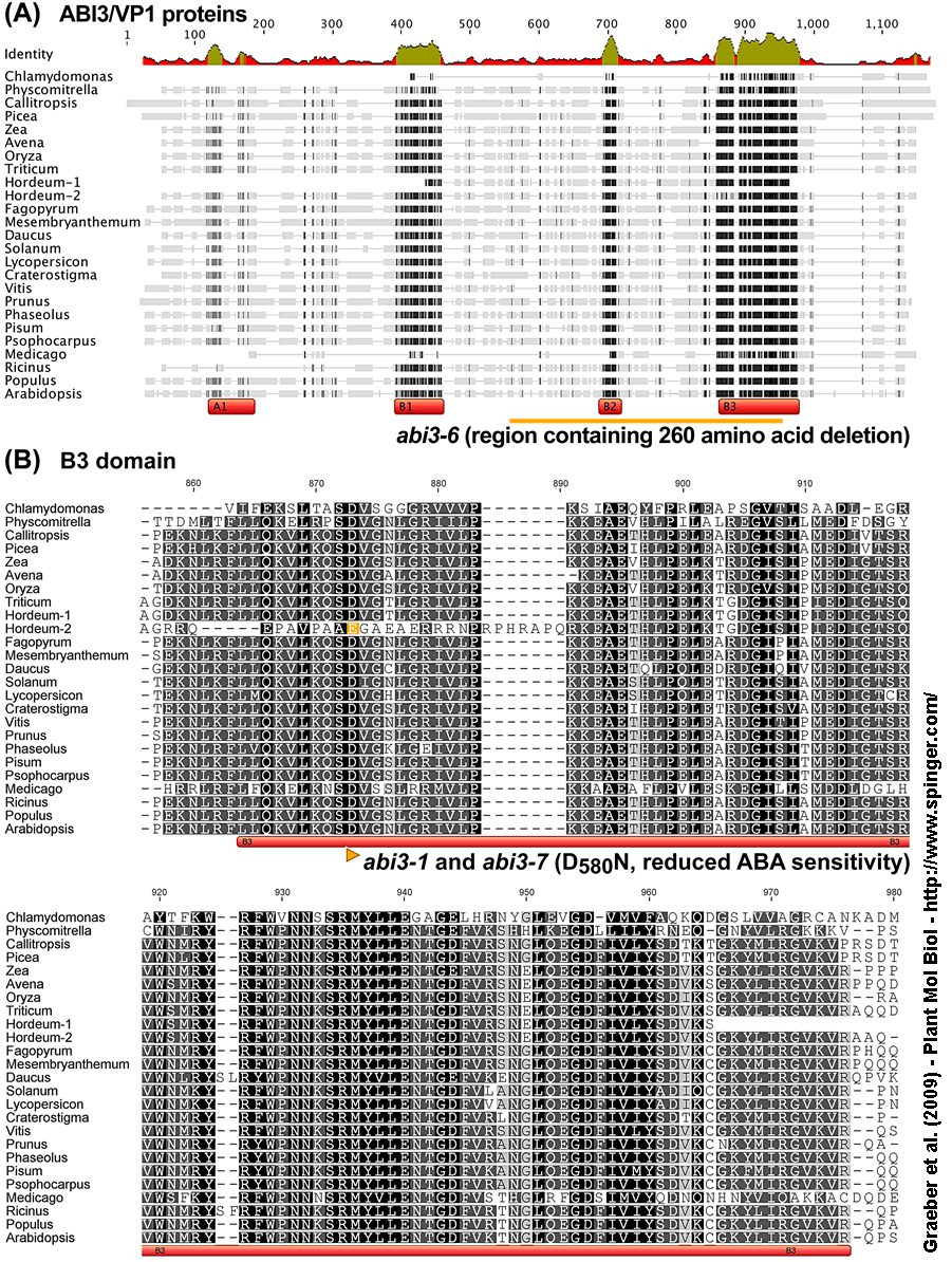 ABI3/VP1 Graeber et al. 2009