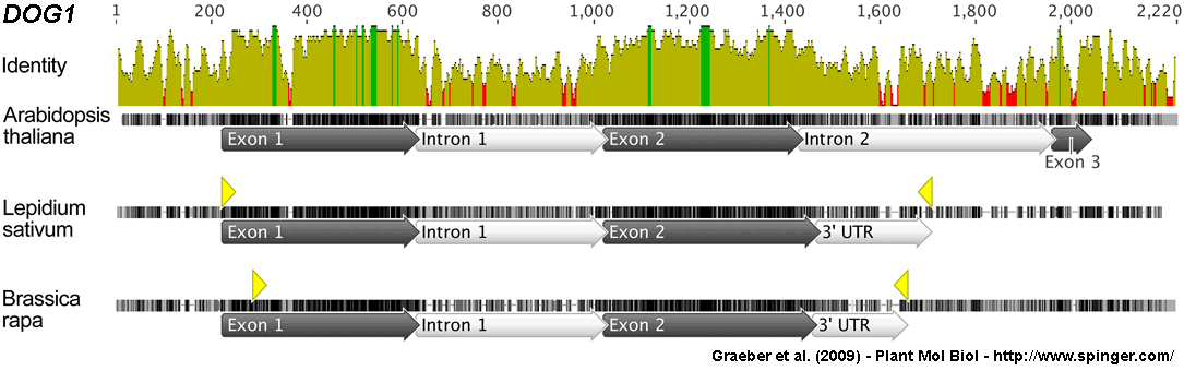 DOG1 Lepidium Brassica Arabidopsis Graeber et al. 2009