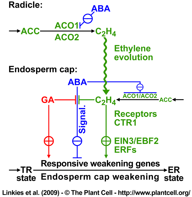 Fig. 10 Linkies 2009 - germination model ethylene ABA gibberellin