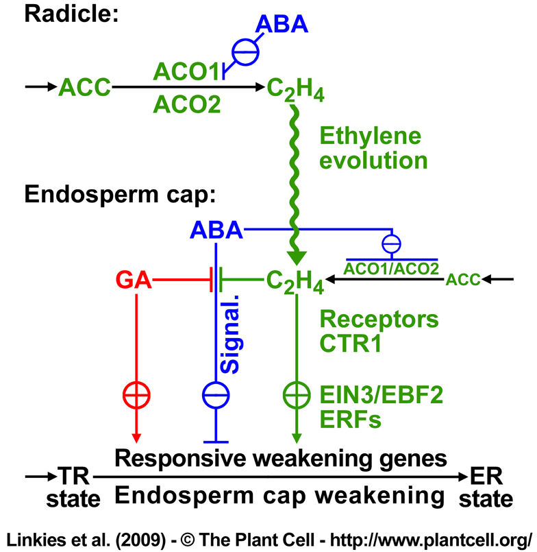 Linkies et al. 2009