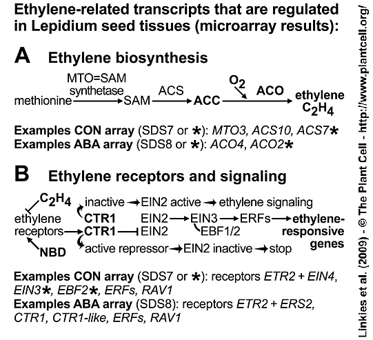 Ethylene signaling