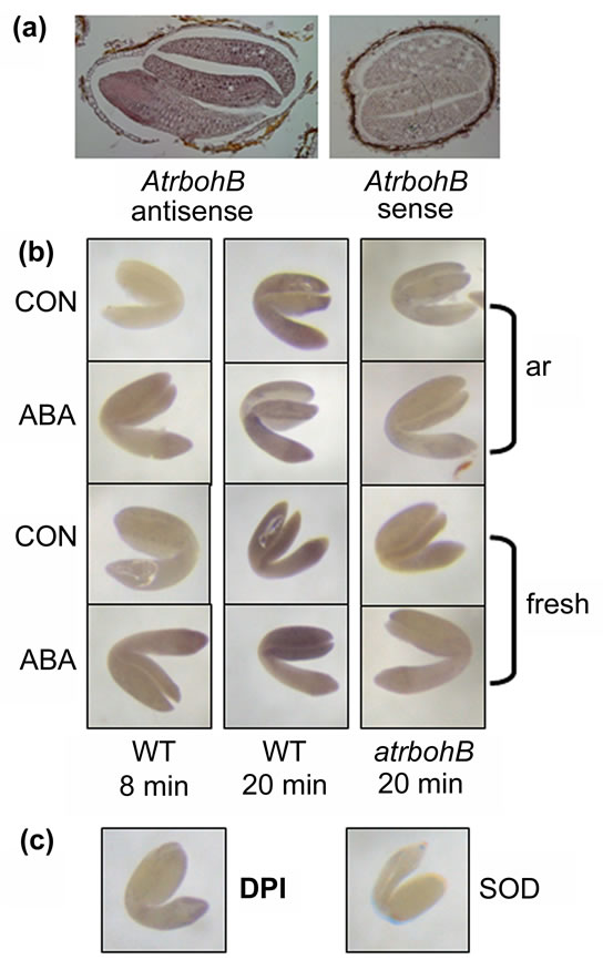 Fig. 5 Atrboh mutant