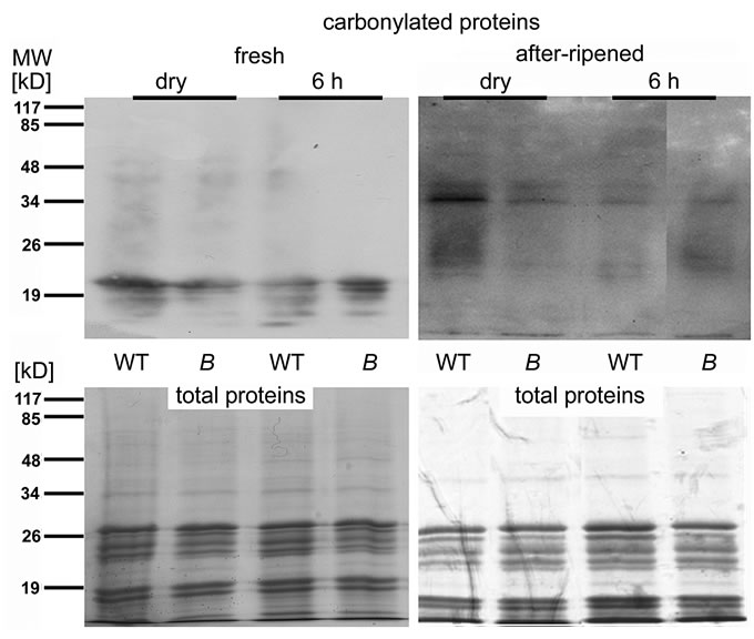 Fig. 6 carbonylation