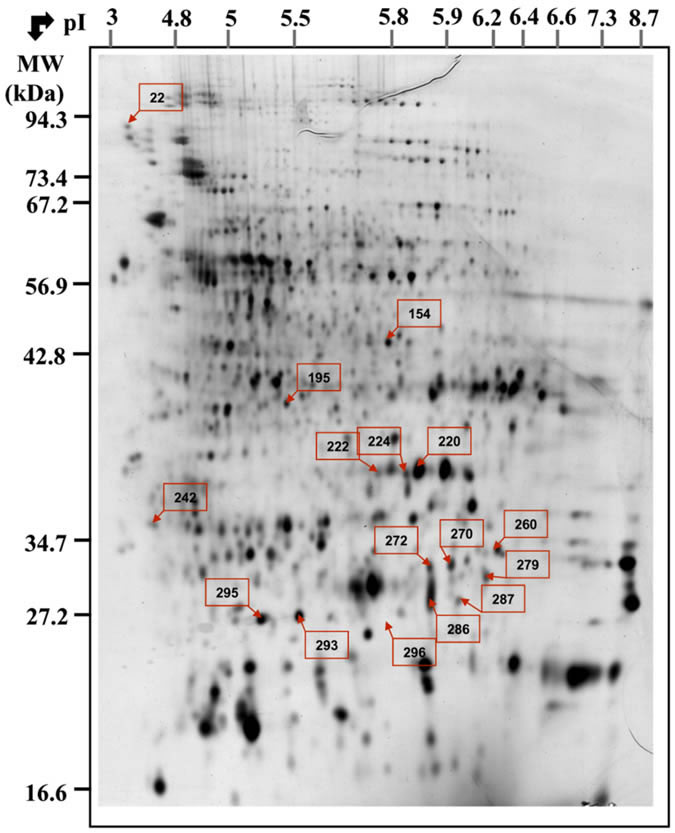 Fig. S3 Mueller 2010 Proteomics