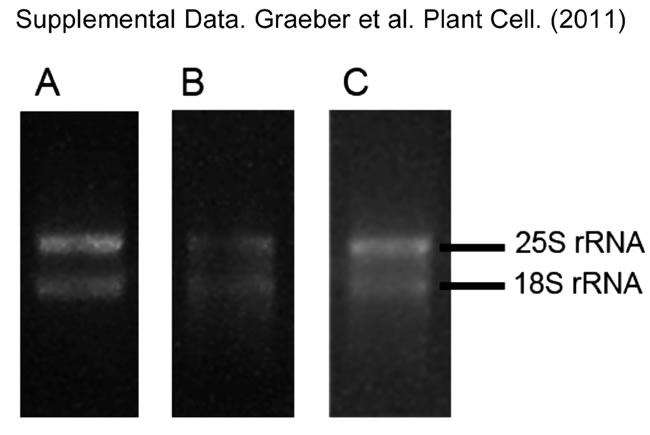 RNA gel integrity