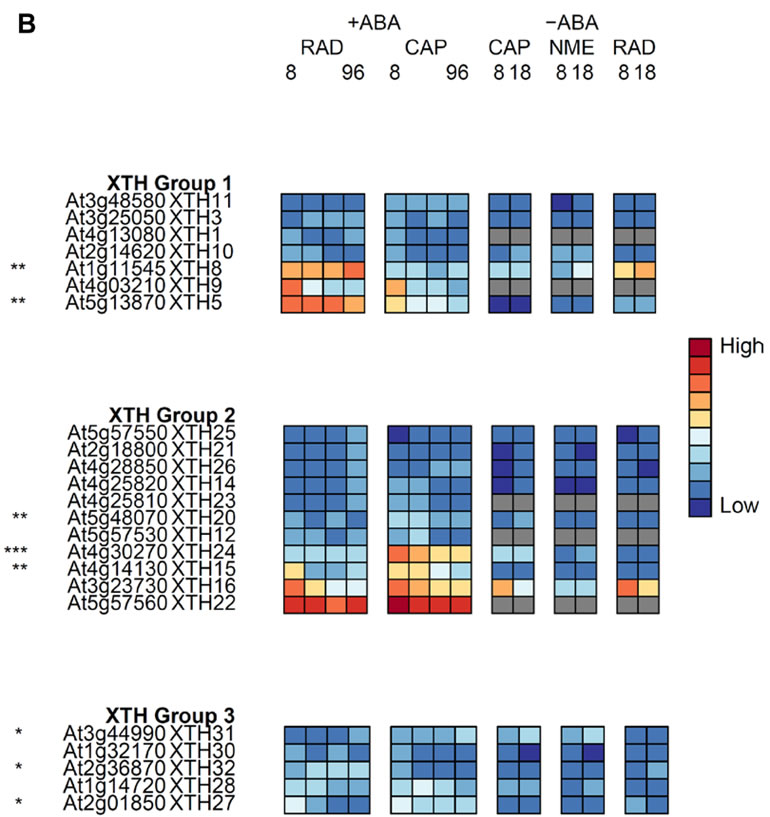 Xyloglucan endotransglycosylase/hydrolases (XTHs) heat map 