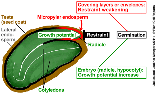 Seed germination mechanism
