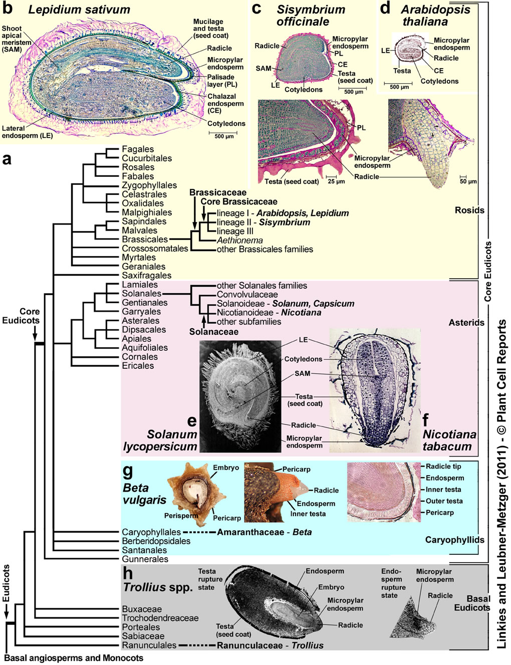 Eudicot seed structure