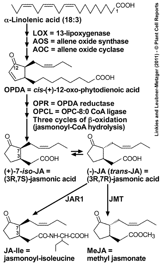 Jasmonate biosynthesis