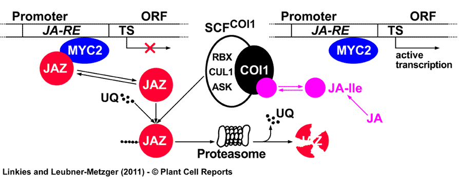 Jasmonate signaling