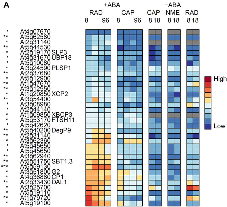 Protein degradation - RAD up-regulated