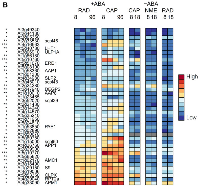 Protein degradation - CAP up-regulated