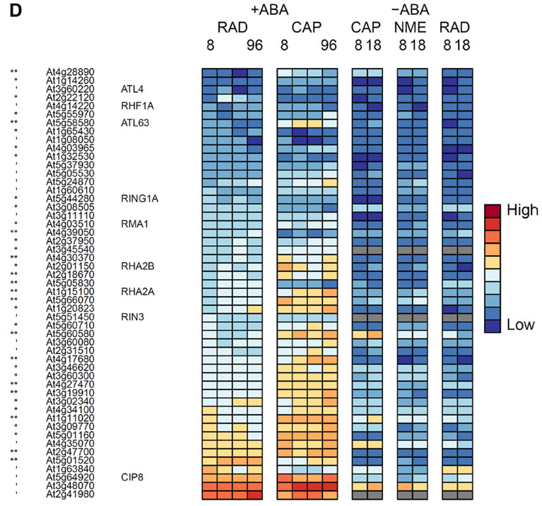 RING finger E3 ligaseproteins differentially regulated in CAP and RAD