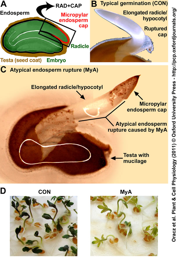 MyA inhibition cress germination