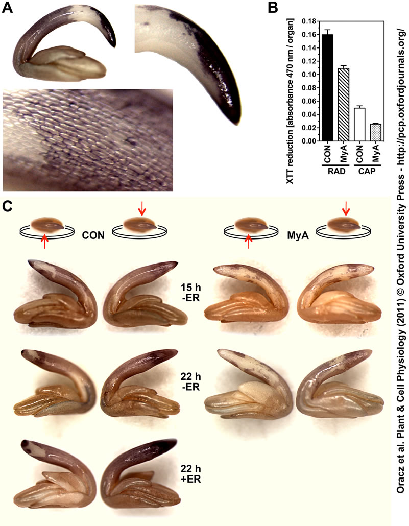 MyA inhibits ROS-mediated cell growth