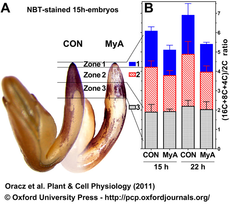 MyA inhibits endodupliation