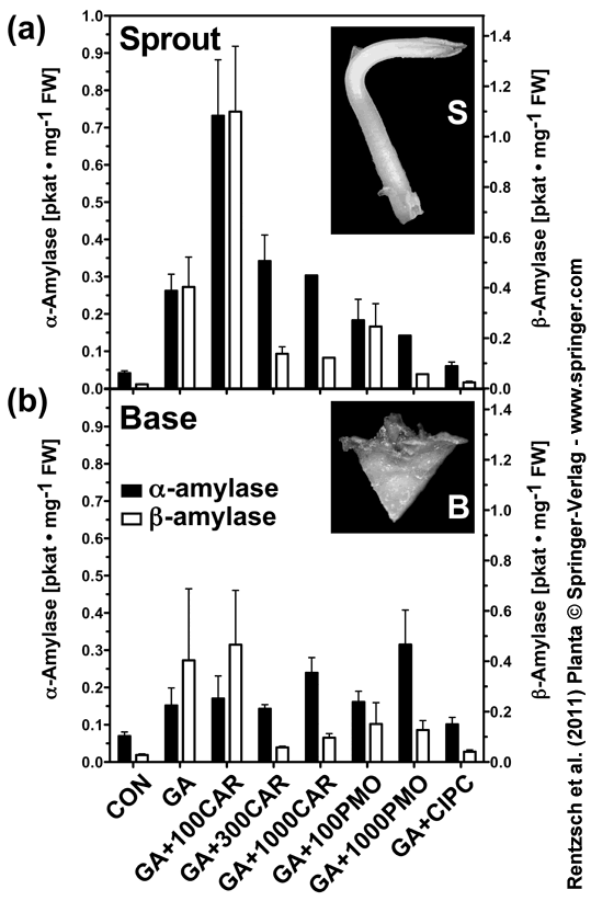 amylase activities