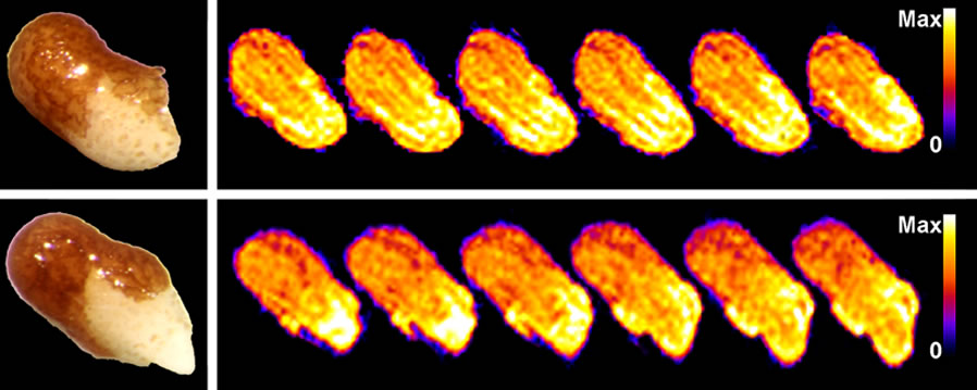 tobaccon NMR microimaging