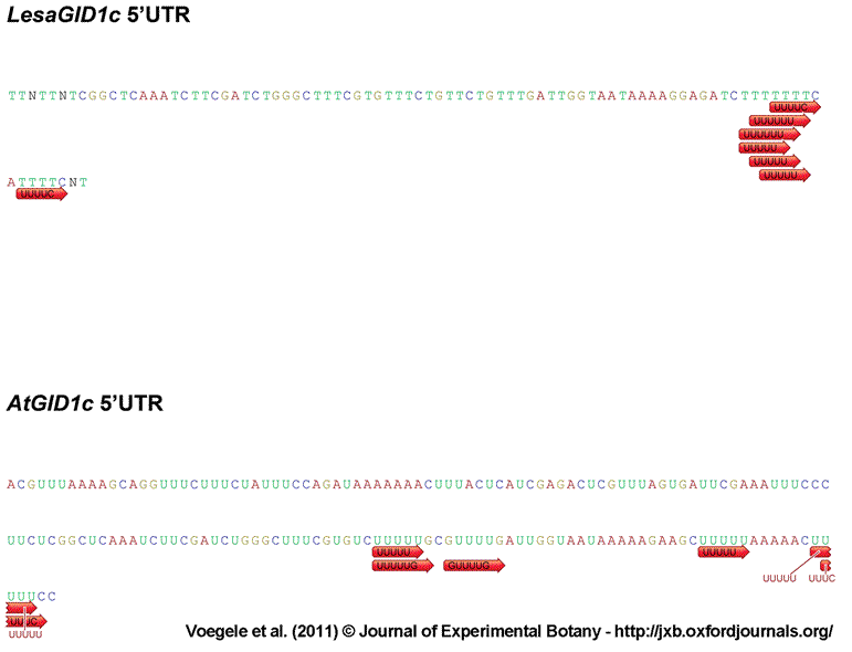 GID1c 5'UTR