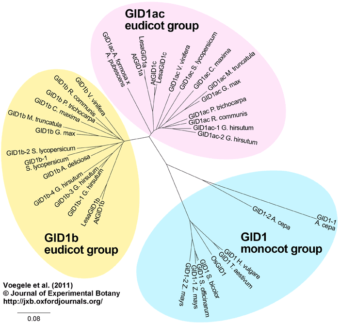 GID1 phylogeny