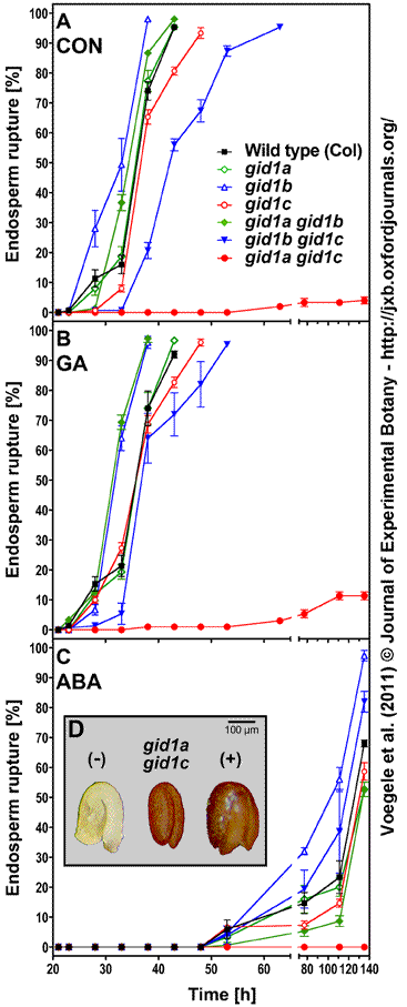 Arabidopsis gid1 mutant seed germination