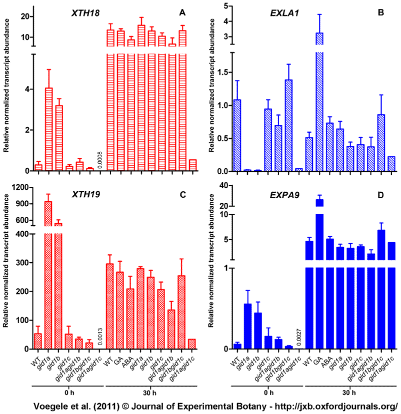 XTH/EXPA in Arabidopsis