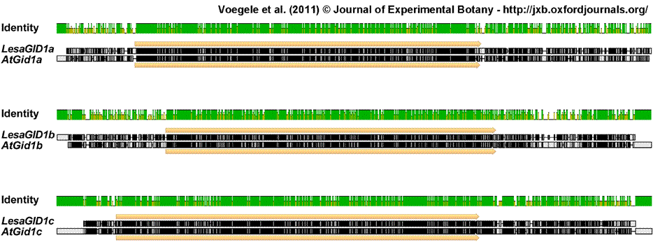 GID1 alignment