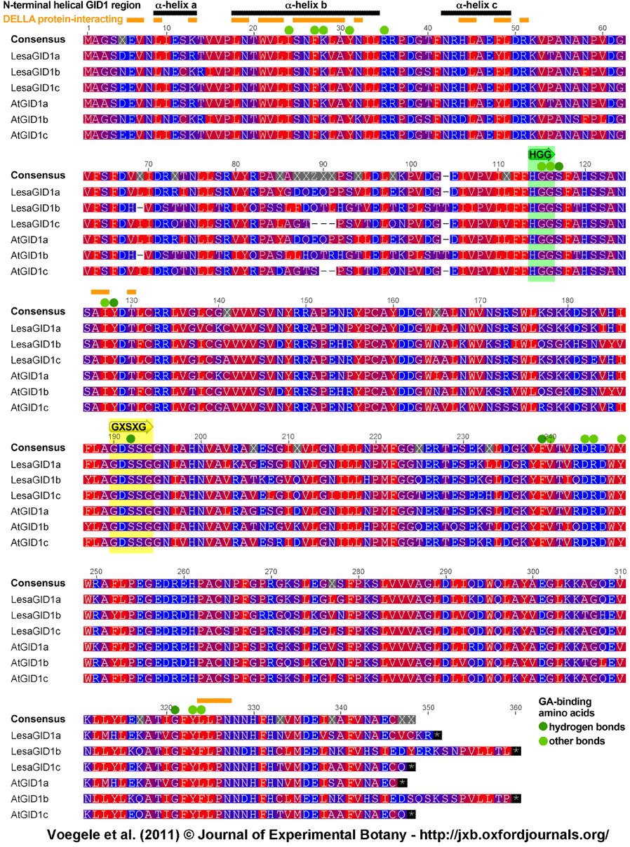 GID1 sequence