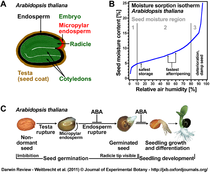 Endospermic eidicot seeds