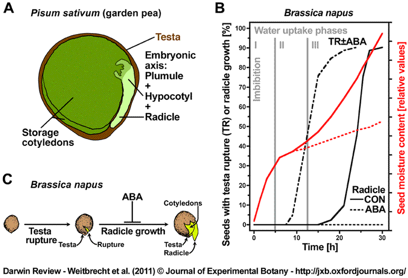 pdf hypertension and cardiovascular