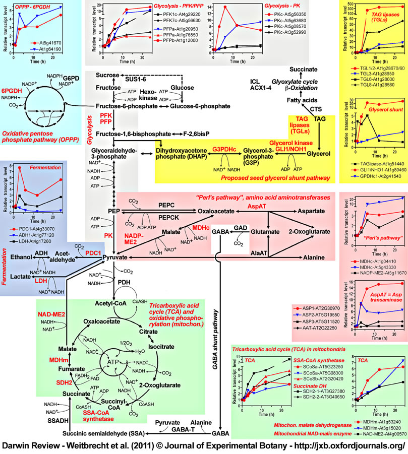 seed metabolism