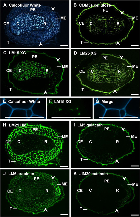 Seed Cell Wall Epitopes