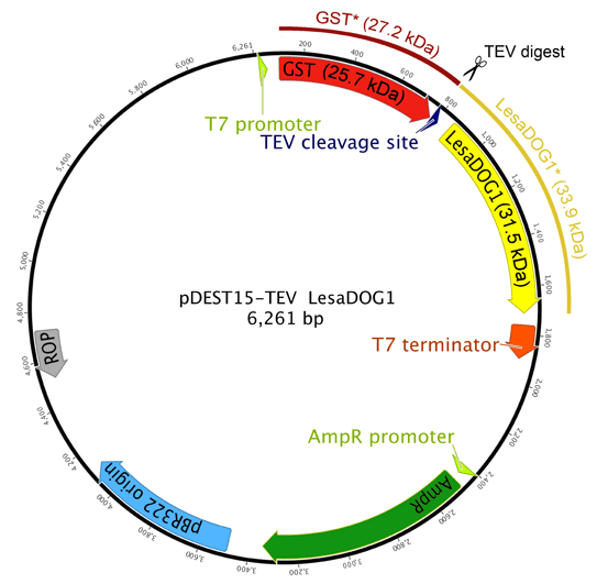 LesaDOG1 construct