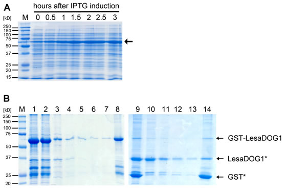 LesaDOG1 protein purification