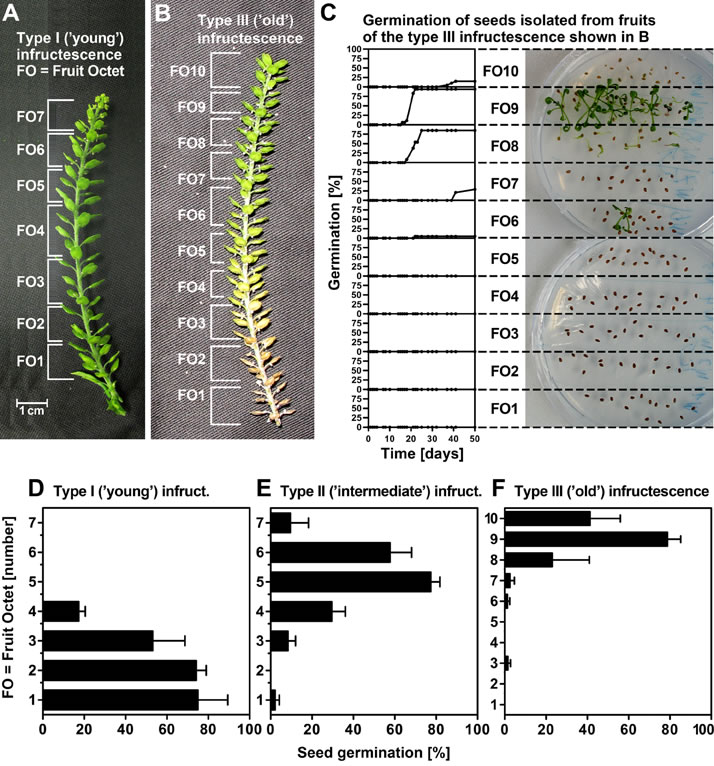 Lepidium papillosum infructescence and seed dormancy maturation