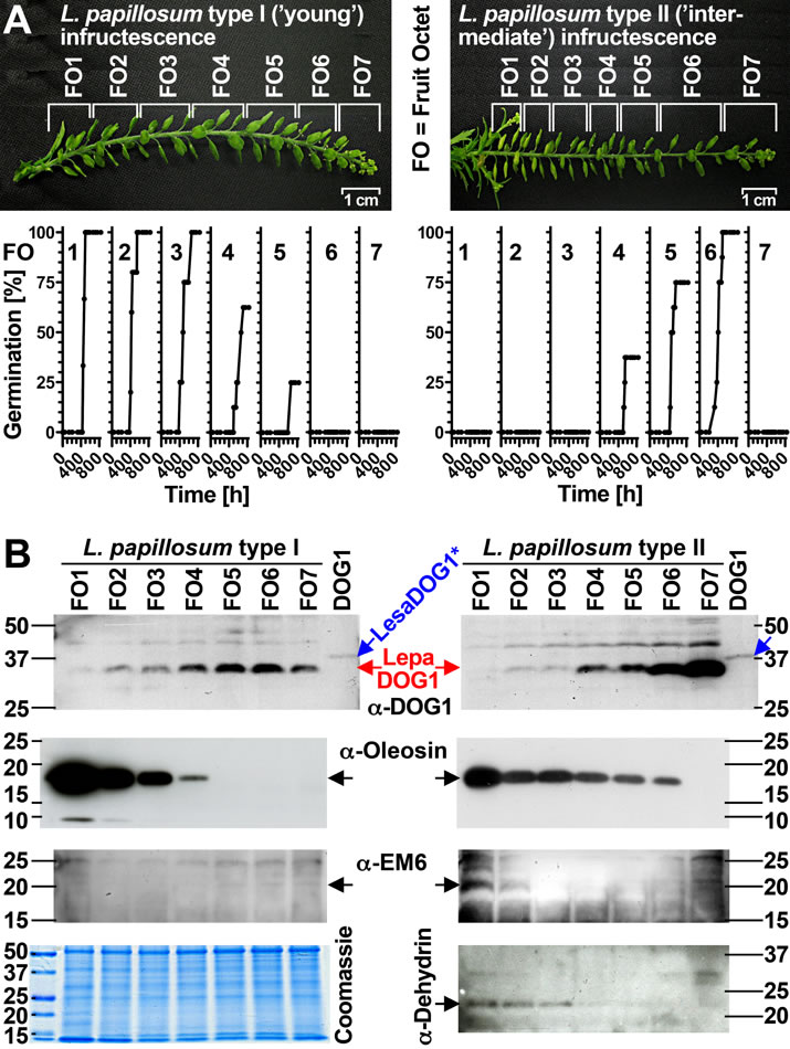 Lepidium papillosum DOG1 protein expression patterns