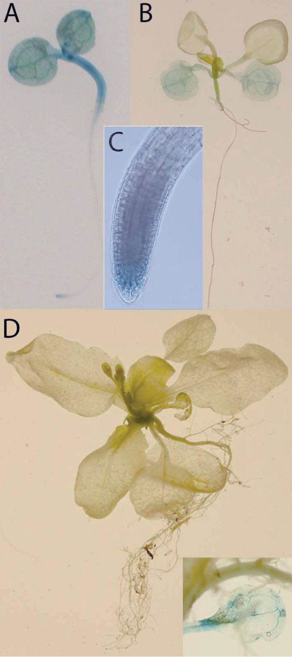 Fig. 3 rboh