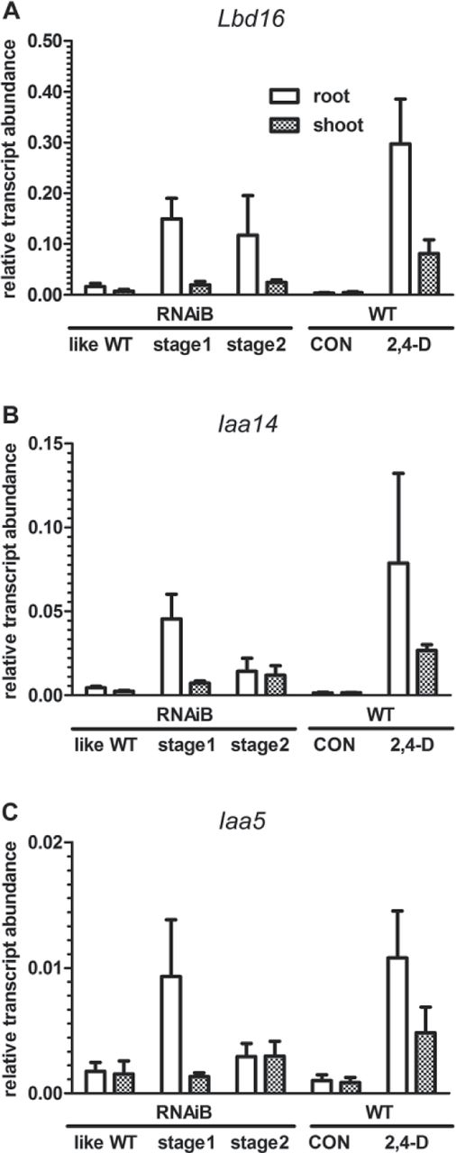 Fig. 5 rboh